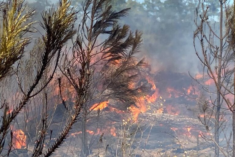 Bomberos voluntarios logran contener incendio forestal en Elysian Fields